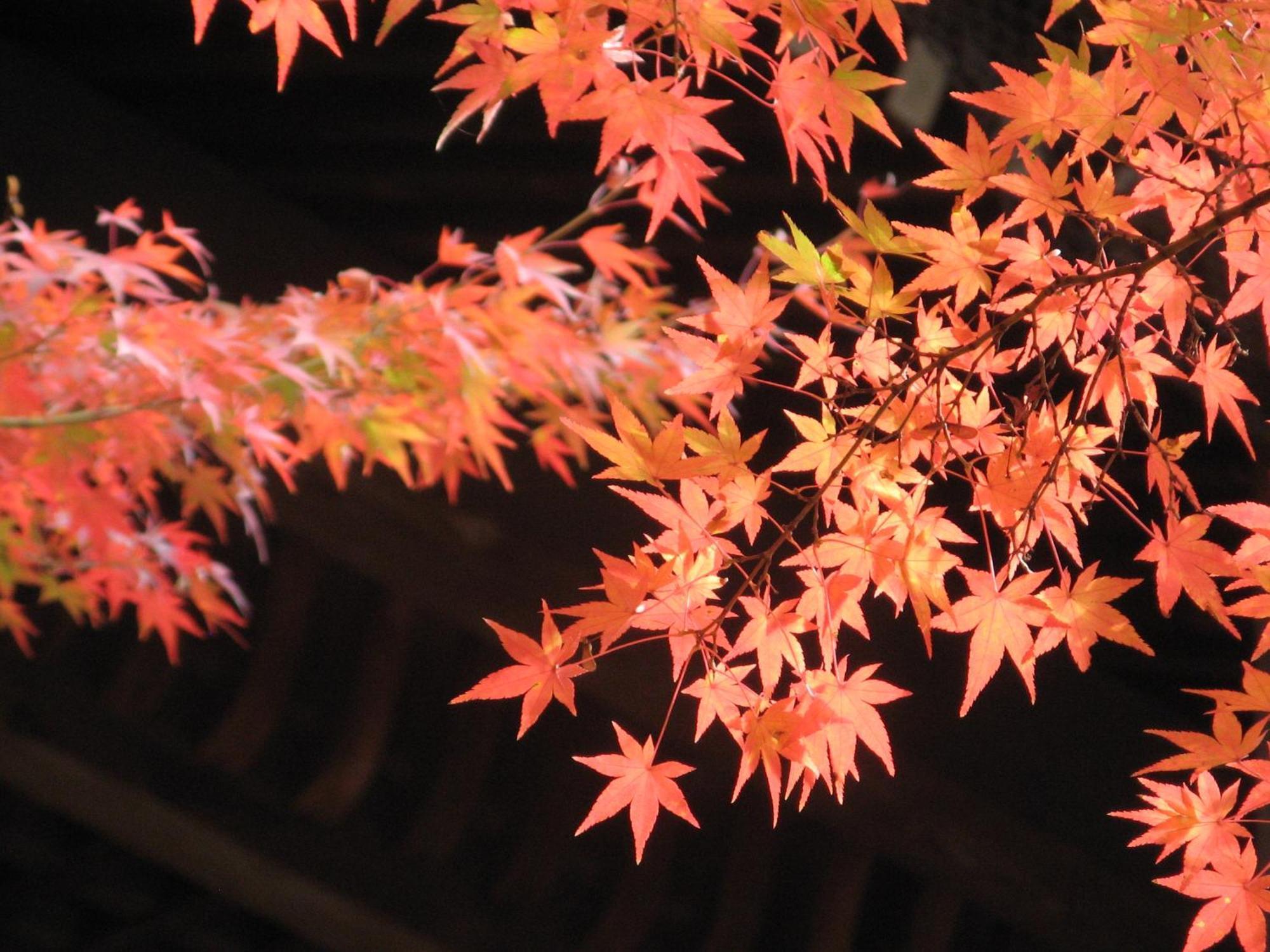 Heian No Mori Kyoto Hotel Buitenkant foto
